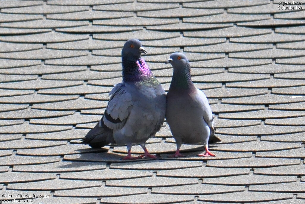 Rock Doveadult, Behaviour