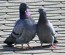 Pigeon biset