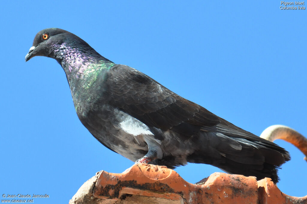 Rock Dove