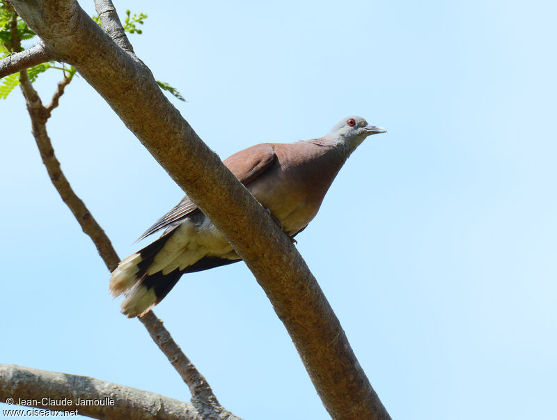 Pigeon de Madagascar, identification