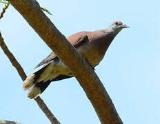 Pigeon de Madagascar