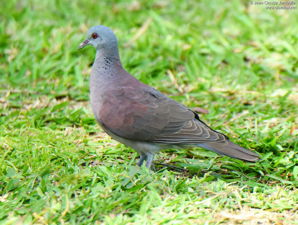 Malagasy Turtle Dove