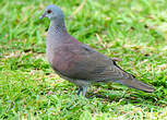 Pigeon de Madagascar