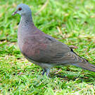 Pigeon de Madagascar
