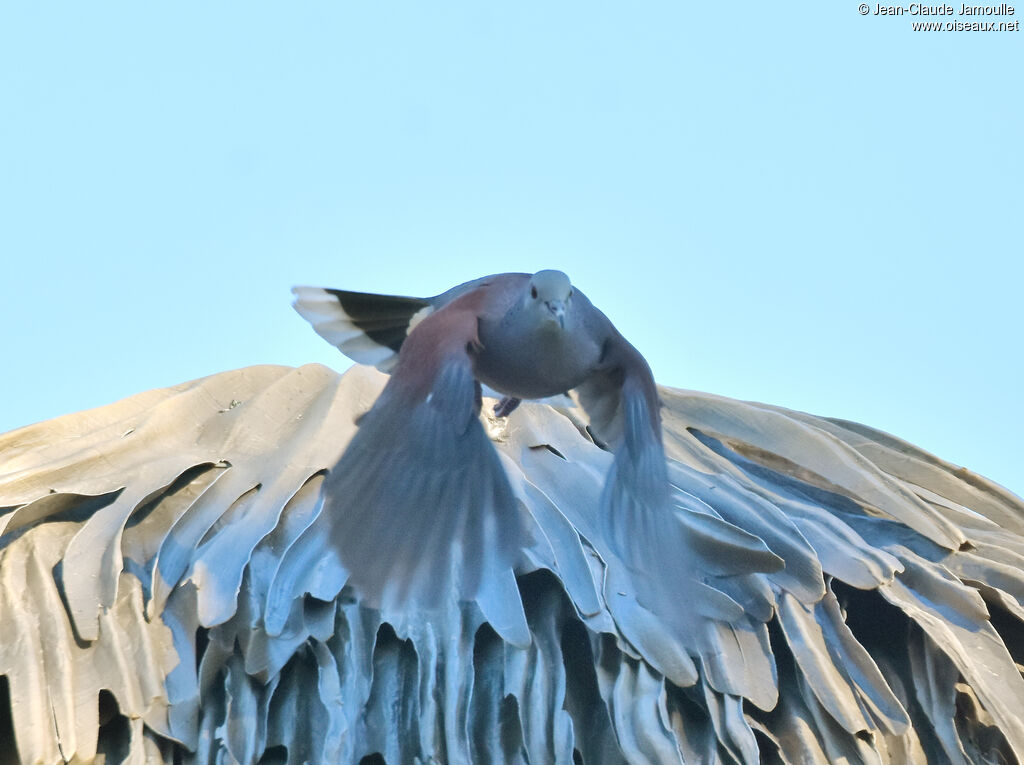 Pigeon de Madagascar