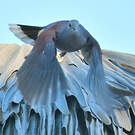 Pigeon de Madagascar
