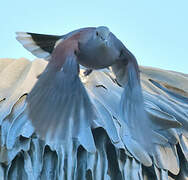 Malagasy Turtle Dove