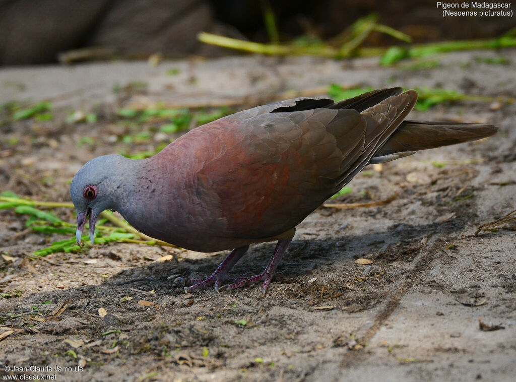 Pigeon de Madagascaradulte, identification, régime