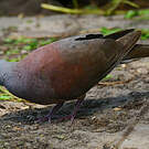 Pigeon de Madagascar