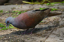 Malagasy Turtle Dove