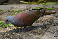 Pigeon de Madagascar