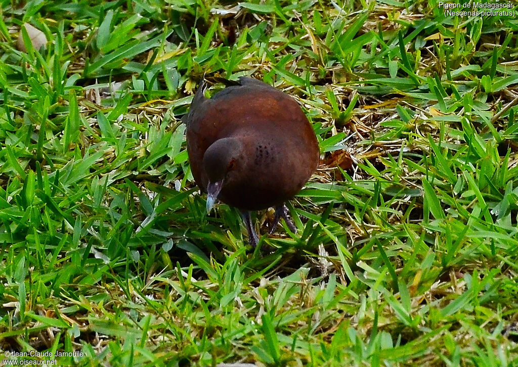 Pigeon de Madagascar, identification