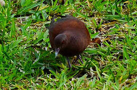 Malagasy Turtle Dove