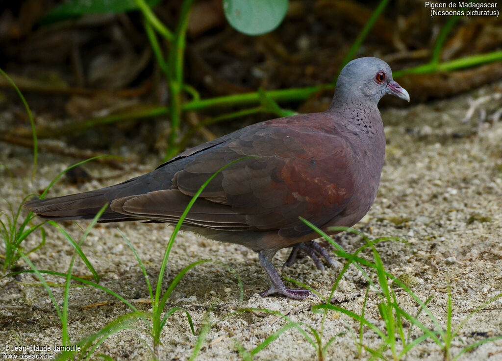 Malagasy Turtle Doveadult, identification