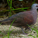 Pigeon de Madagascar