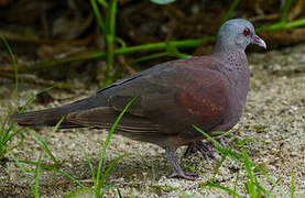 Malagasy Turtle Dove