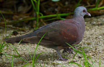 Pigeon de Madagascar