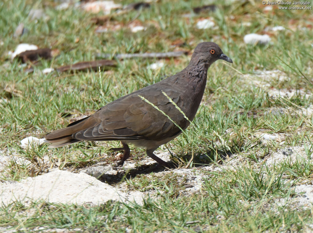 Pigeon de Madagascar