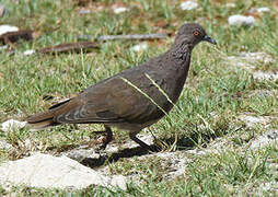 Pigeon de Madagascar