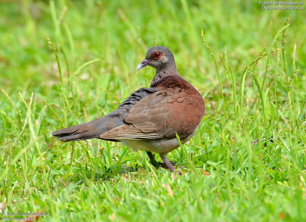 Malagasy Turtle Dove