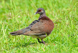 Pigeon de Madagascar