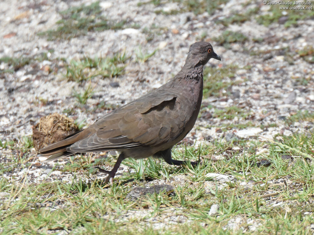 Pigeon de Madagascar