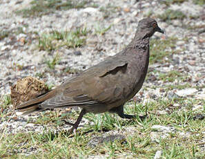 Pigeon de Madagascar