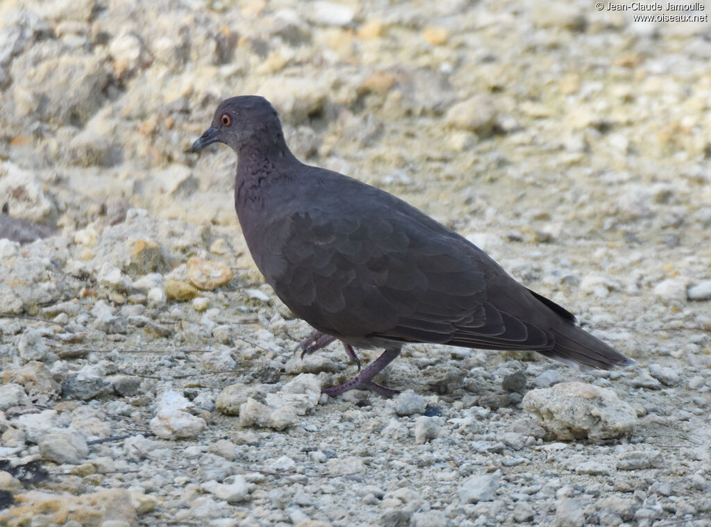 Pigeon de Madagascar