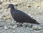 Pigeon de Madagascar