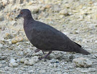 Pigeon de Madagascar