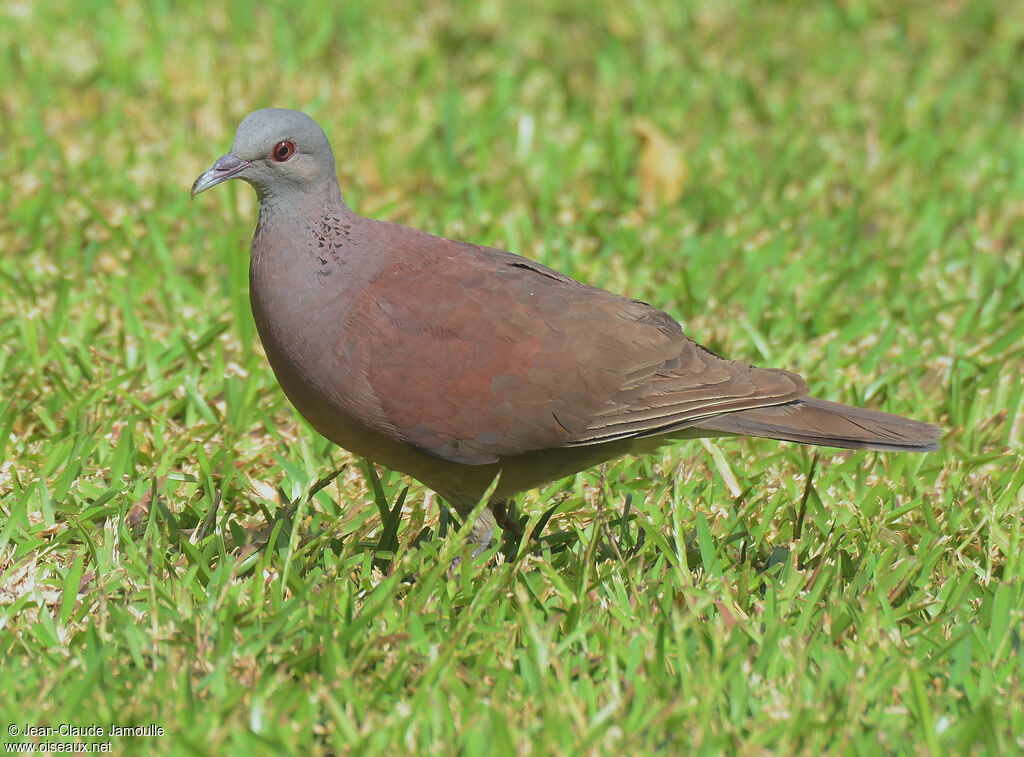 Pigeon de Madagascar