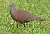 Pigeon de Madagascar