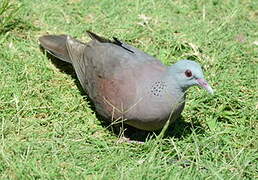 Malagasy Turtle Dove