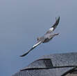Pigeon jounud