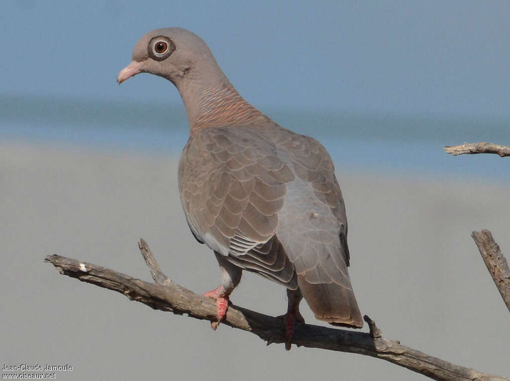 Bare-eyed Pigeonadult, identification