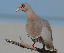 Bare-eyed Pigeon