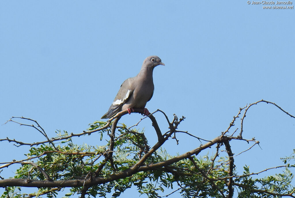 Pigeon jounud