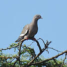 Pigeon jounud