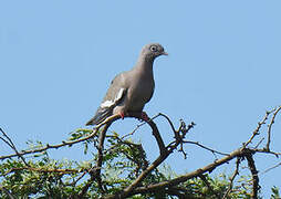 Bare-eyed Pigeon