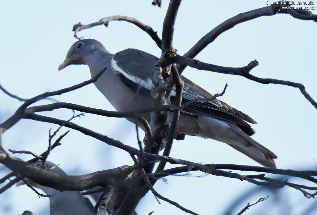 Bare-eyed Pigeon