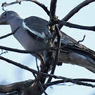 Pigeon jounud