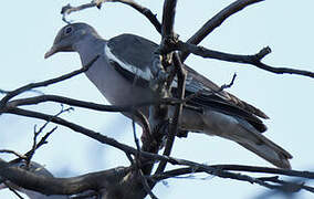 Bare-eyed Pigeon