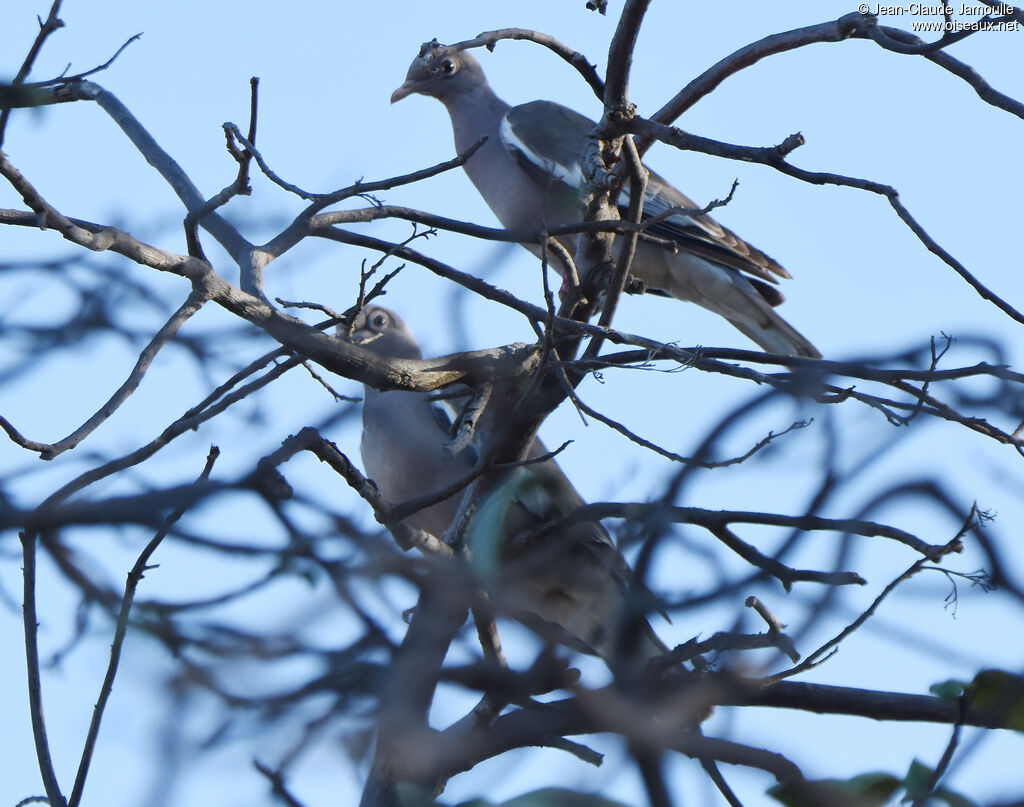 Bare-eyed Pigeon