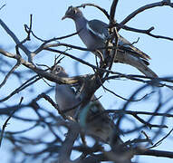 Bare-eyed Pigeon