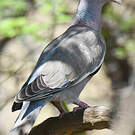 Pigeon jounud