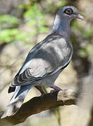 Bare-eyed Pigeon