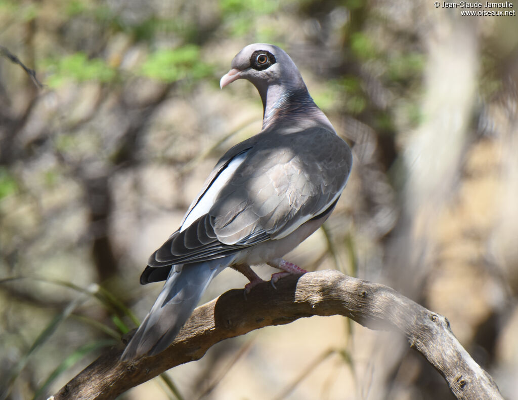 Bare-eyed Pigeon