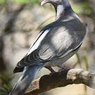 Pigeon jounud