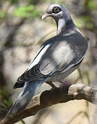 Bare-eyed Pigeon