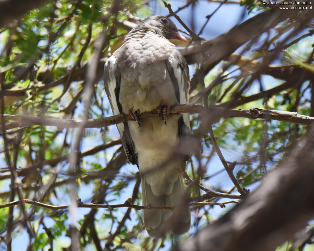 Bare-eyed Pigeonjuvenile